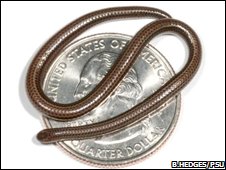 งูที่เล็กที่สุดในโลก
