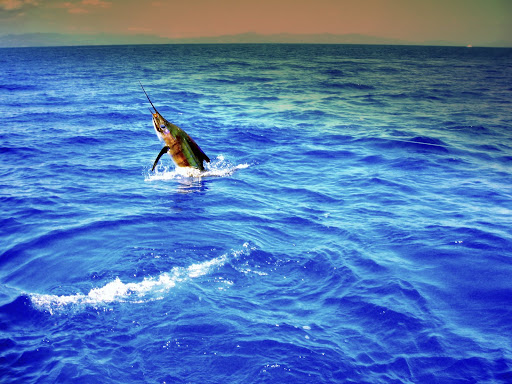 royal star sportfishing