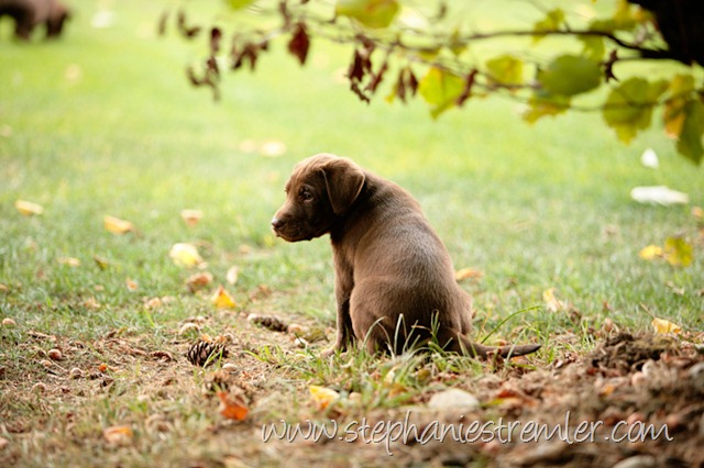 [Lynden-Pet-Photographer-Chocolate-Lab-Puppies-109[2].jpg]