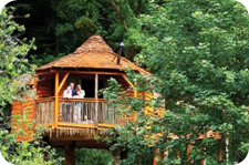 Stunning Accommodation Including Tree House Lodges