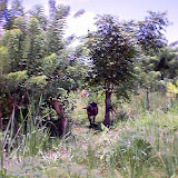 Omoa 031.jpg Omoa 031.jpg