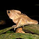 Crested Forest Toad