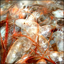 Thumbnail image for Recipe: Shrimp Stock