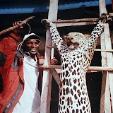  &ndash; Leopard that was terrorizing village, caught and hung (James B. Mansaray, photographer)