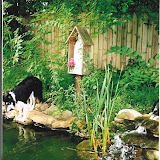  &ndash; St. Terese meditative pond. (Chase the border collie trying to herd fish)...(C) Grace Church 2008