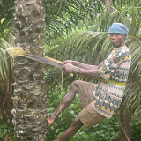  &ndash; Climbing palm tree...August 2007...© 2007NHA photographs/JBM