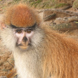  &ndash; Monkey along the roadside...© 2007NHA photographs/JBM