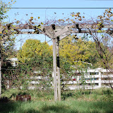  &ndash; Hermitage Grape Vine Arbor ...(C) Grace Church 2008