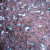  &ndash; NO...it won't stay purple...the material has more processing to achieve the blue-green effect...Nazareth House Media Photos, July 2008