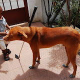  &ndash; Simba, the dog, has put his two cents (or should I say four paws) into the work, too...Nazareth House Media Photos, July 2008
