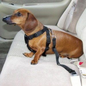 cachorro, animais, gato