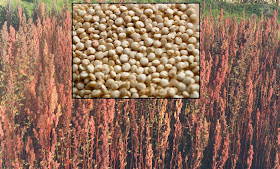 quinoa