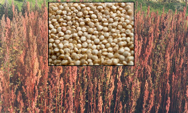 A quinoa é uma oportunidade para diversificar sua dieta! Quinoa na dieta