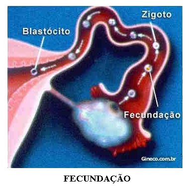 Gravidez menstruação-gravidez