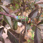Green Darner