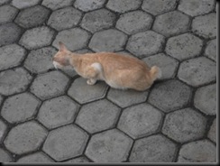 DSCF3534
