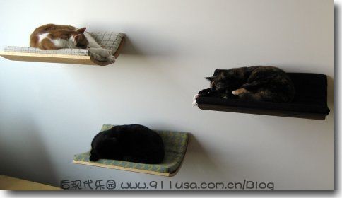 猫咪的新床