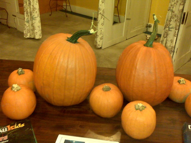 [PumpkinsStore[8].jpg]
