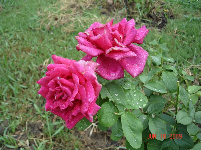 Khu vườn của Na DSC02211