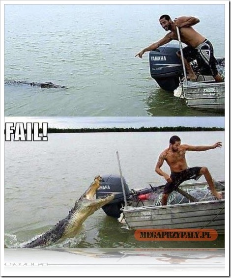 Fail Alligator Picture.