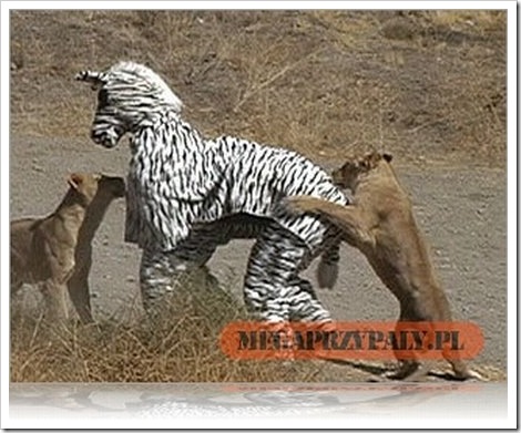 Funny Zebra Costume