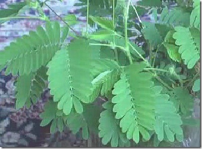 TickleMe Plant.