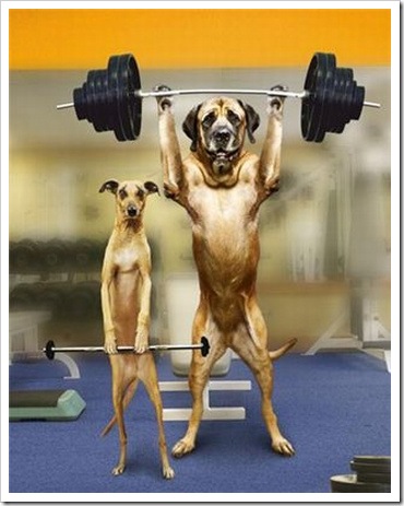 Funny photo weight - Dogs doing weight lifting.
