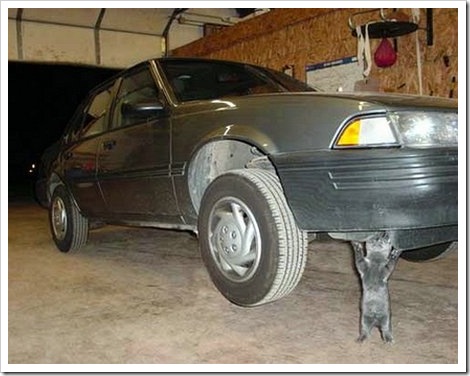 Cat Lifting a Car.