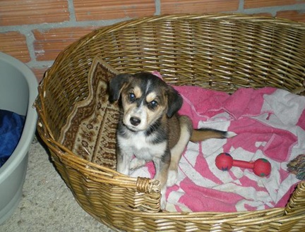 Lola 1