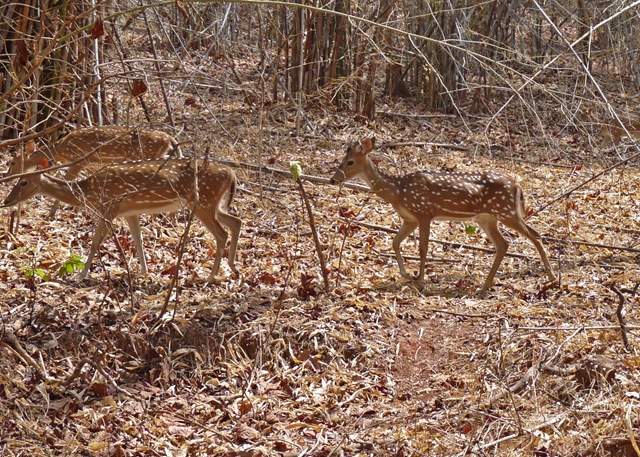 [P1030736 copy[4].jpg]