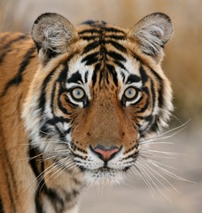 Original from Naturenev