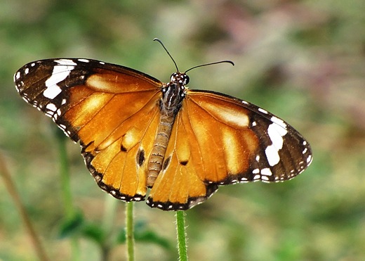 [IMG_1140 copy[4].jpg]