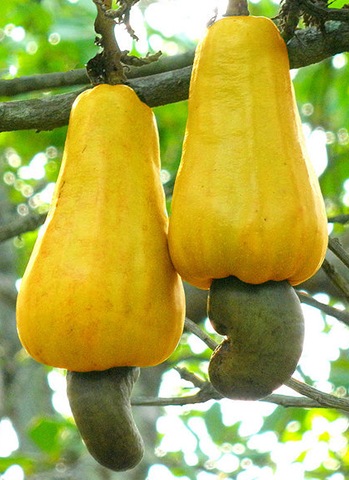 [cashew fruit with cashew nut beneath[5].jpg]