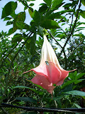 caribeans 023.jpg