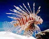 lionfish-colored.jpg
