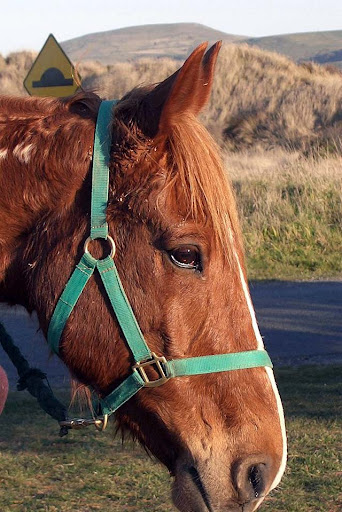 Dear Old Ginger at the beach
