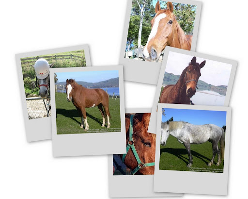 Clockwise - Barney, Sky, Snow, Ginger, Summer and Lance