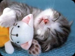 cute-funny-kitten-sleeping-with-teddy-bear