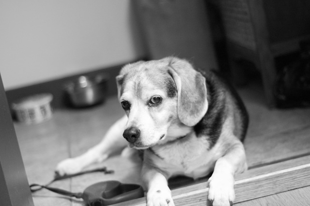[andy why won't you take me for a walk2[3].jpg]