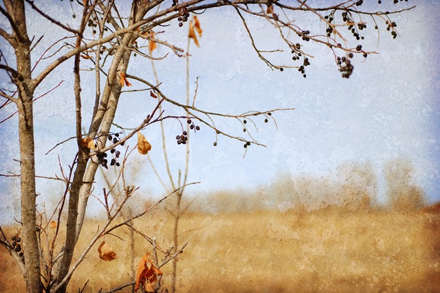 [berries[3].jpg]