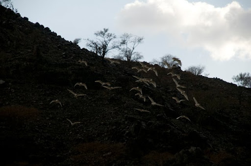دا طير اسمو الـ Egret