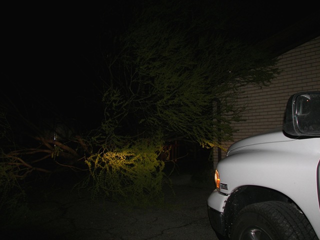 [treedisaster[2].jpg]