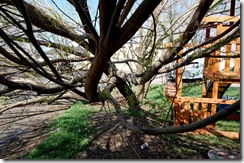 treedisaster7