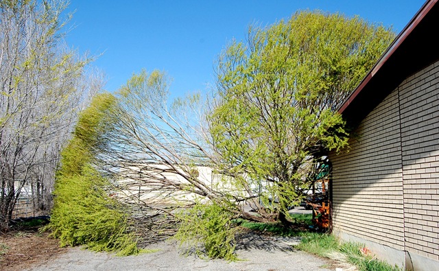 [treedisaster8[2].jpg]