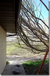 treedisaster5
