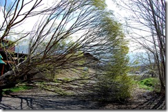treedisaster11