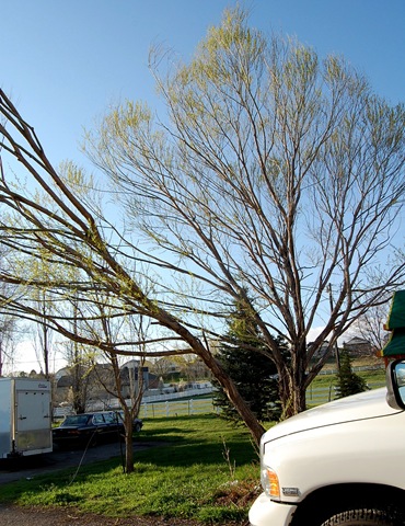 [treedisaster20[2].jpg]