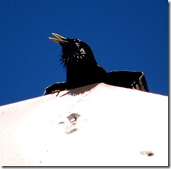 littlebird3