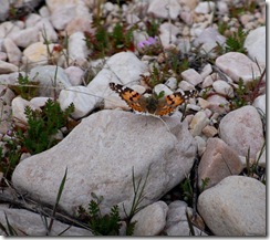 butterfly2