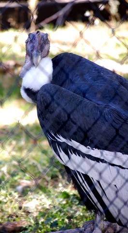 [aviary172.jpg]
